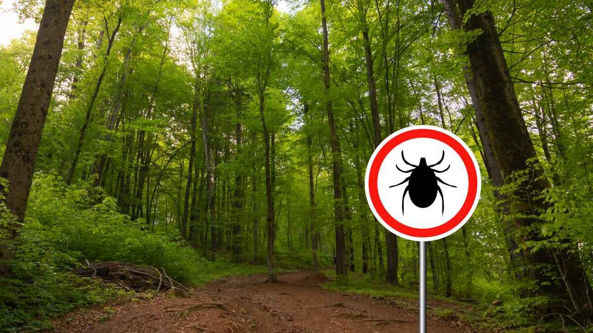 Запахи, которые отпугивают клещей: секреты от опытных егерей