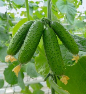 ������ ��� ������� ������: 16 ������ ������