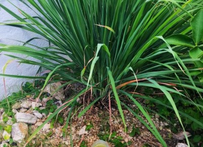 ������� ������: �������� ��� �������� � �����������