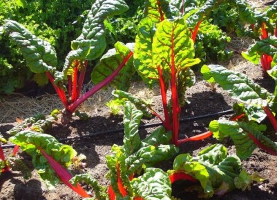 Почему листья свёклы меняют цвет и как это исправить