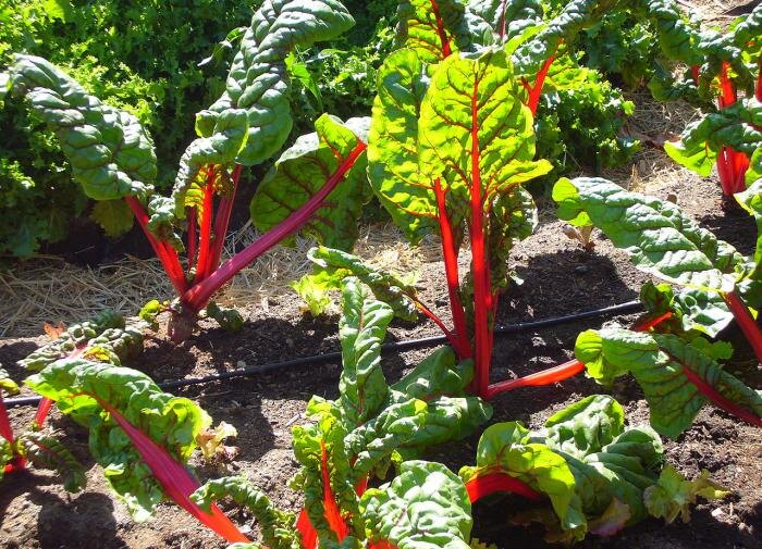 Почему листья свёклы меняют цвет и как это исправить