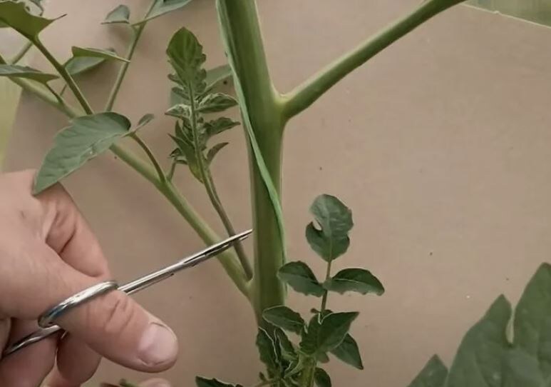 Эффективные методы пасынкования томатов для максимального урожая