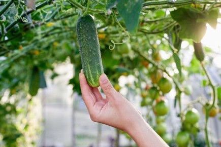 ������ ������� ������� �������: ������� ������� ������ � ���������������