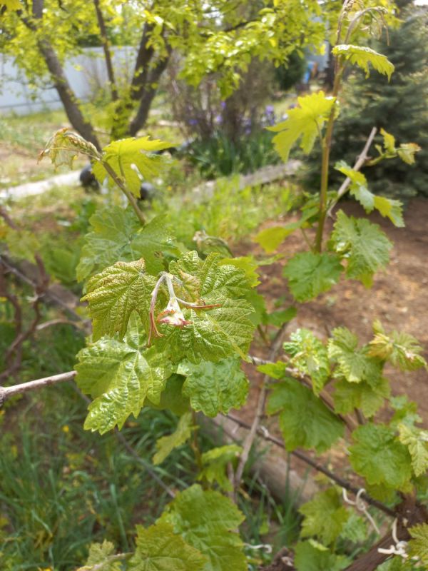 Как правильно ухаживать за виноградом весной: советы для садоводов