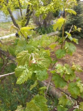 ��� ��������� ��������� �� ���������� ������: ������ ��� ���������