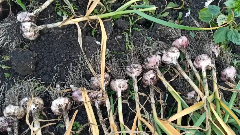 Как увеличить урожай озимого чеснока на 80%: секреты агронома