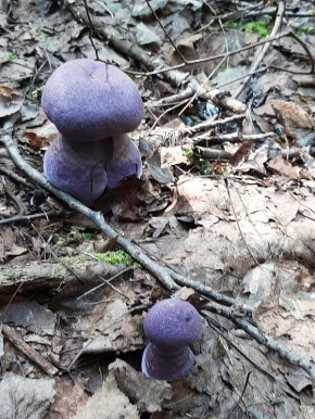 Необычные грибы: фиолетовая красота и причудливые формы