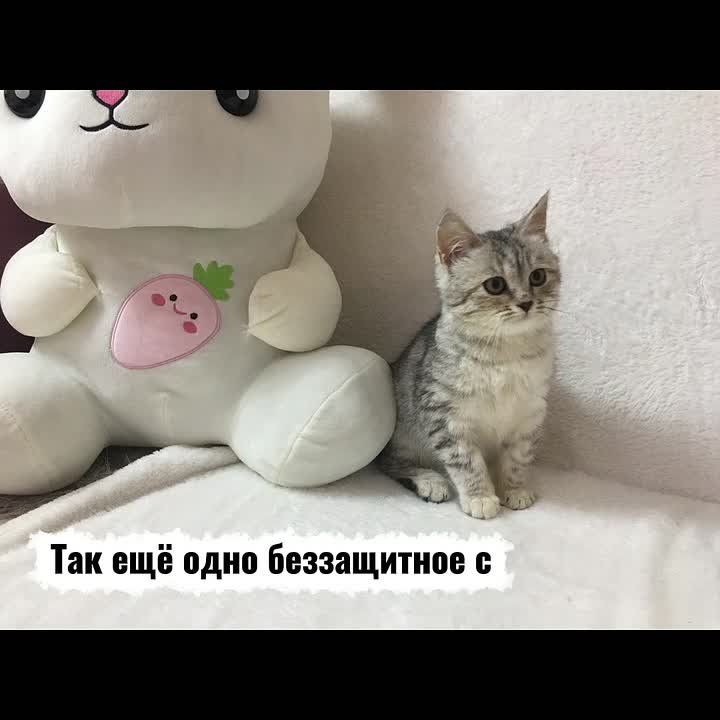 Я увидела фото этого голодного котенка и сразу приняла решение — нужно помочь ему выжить, — вспоминает Александра Хлебникова, заместитель начальника орготдела Избиркома Удмуртии