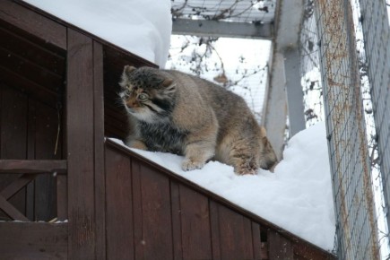 Животные зоопарка Ижевска пока не почувствовали наступление весны, об этом «Сусанину» рассказали в пресс-службе зоопарка Ижевска