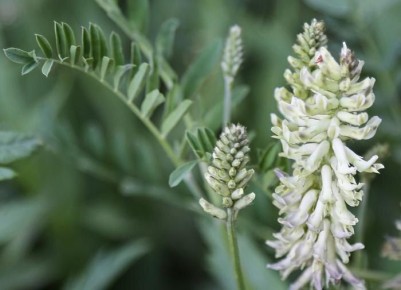 ������ �������: ������������ �������� ��� �������� ���������