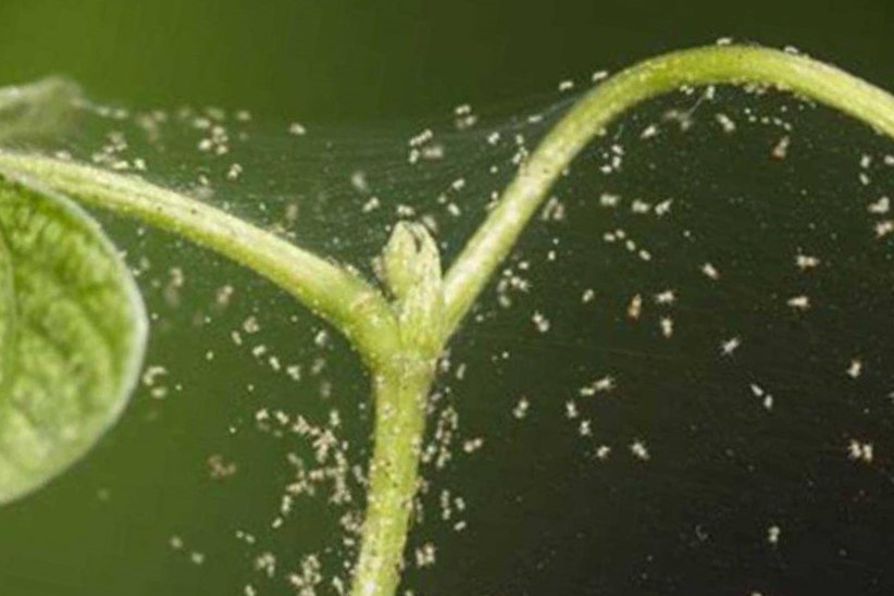 Как эффективно справиться с паутинным клещом на огурцах: проверенные методы