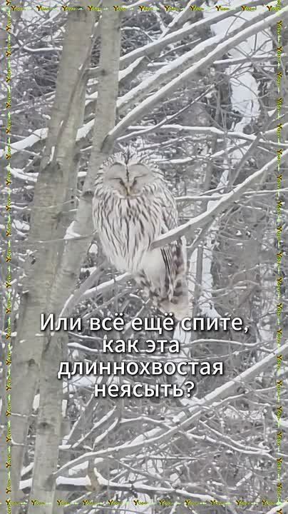 ������ ����, ������! ���� ��������! ��� �� ��� �����, ��� ��� ������������� �������?