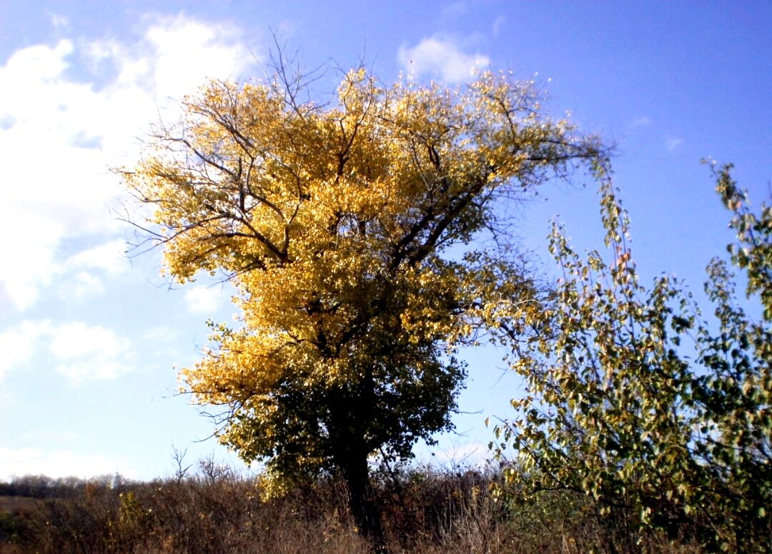 Почему железный купорос неэффективен осенью: 4 причины от агрономов