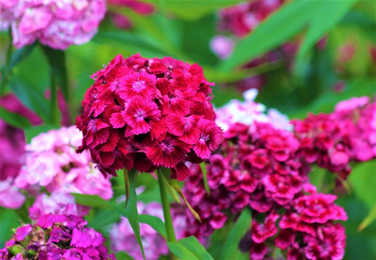 Цветы для яркой клумбы: что сажать в январе