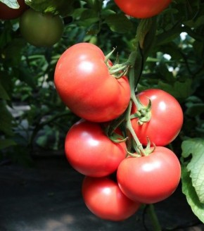 Томат Пинк Найс: секреты урожайных розовых плодов