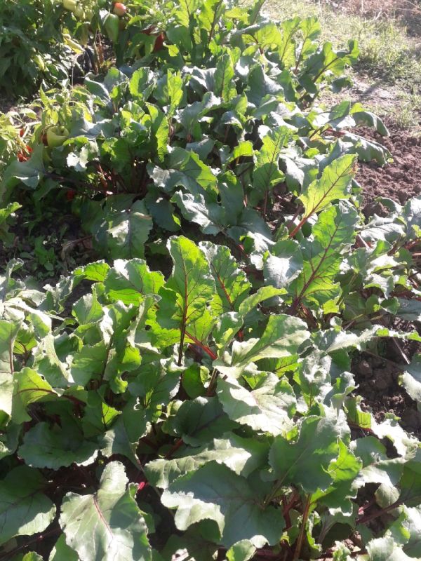 ��� ����� ������� ��� �������������� ������ ������ �� ������