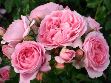 ����: ������� � ��������� � ����������� ������