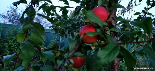 �������� ���� �� �������: ������� ��� �������� ������