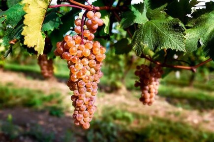 ��� ��������� �������� ���������: ������� ������