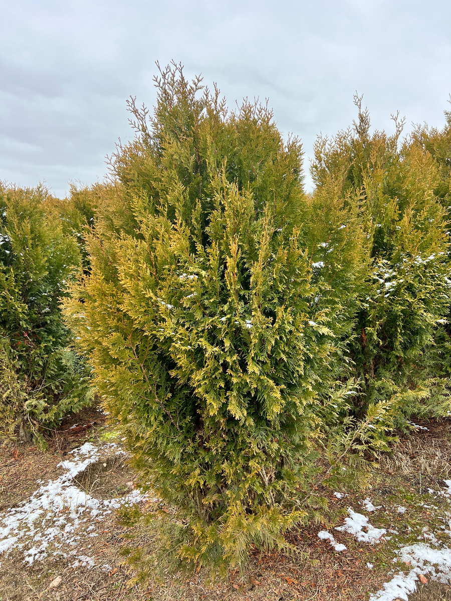 Туя Корник: Идеальный Выбор для Вашего Сада