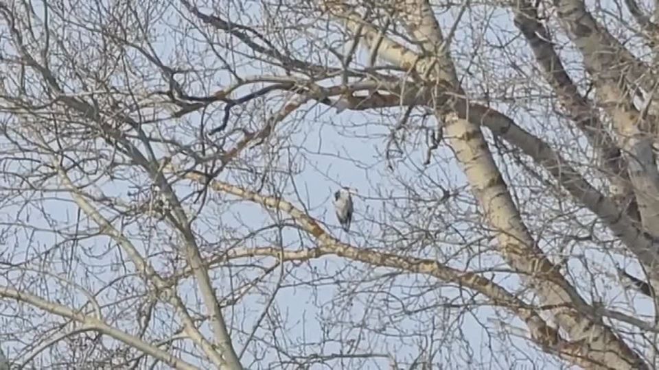 В Удмуртию после зимней миграции на юг начали возвращаться цапли, сообщает автор ТГ-канала «Записки фотоохотника» Александр Соловьёв