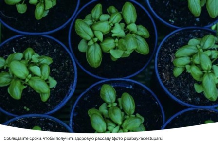 ����������� ��������� ��������: ������� ����� � ������ �����