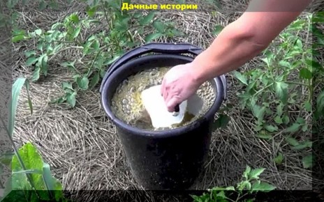 Зеленое удобрение: секреты отличного урожая томатов и правильный уход