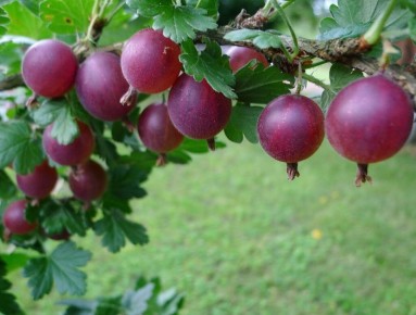 Секреты идеального ухода за крыжовником