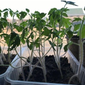 ��� ������ ������������ �������: ������������ ������