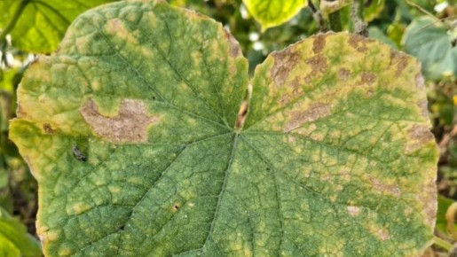 ������ ��� �������: ��� ���������� ��������� � ������ ������