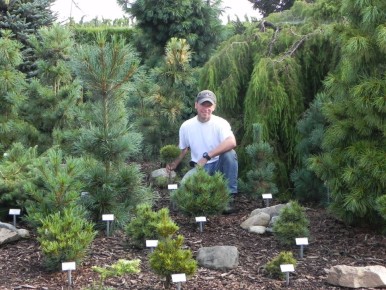 Как найти редкие хвойные растения в питомнике Эдвина Смита