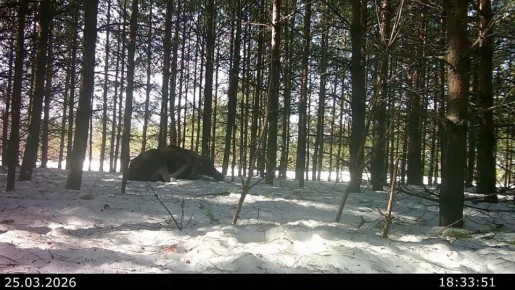 ����� ������ ����� ���������