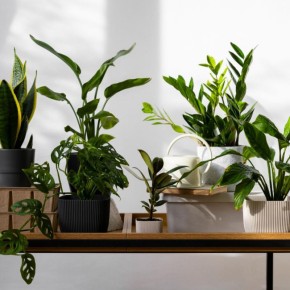 Как аспирин может спасти ваши растения от нехватки питательных веществ