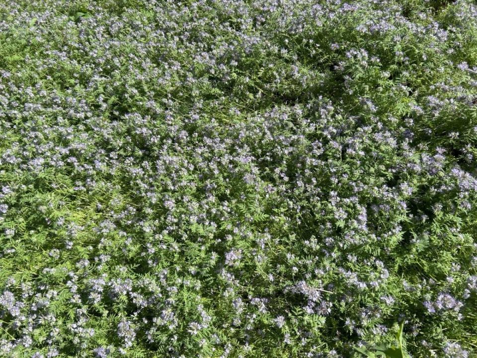 ��� ������� �������� �������� ��������� ����� ��� ������