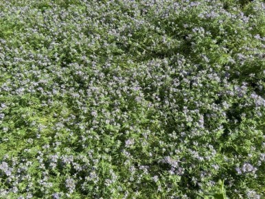 Как фацелия помогает дачникам обогатить почву без навоза