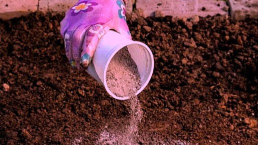 Опасные последствия: как зола может уничтожить 25% вашего урожая