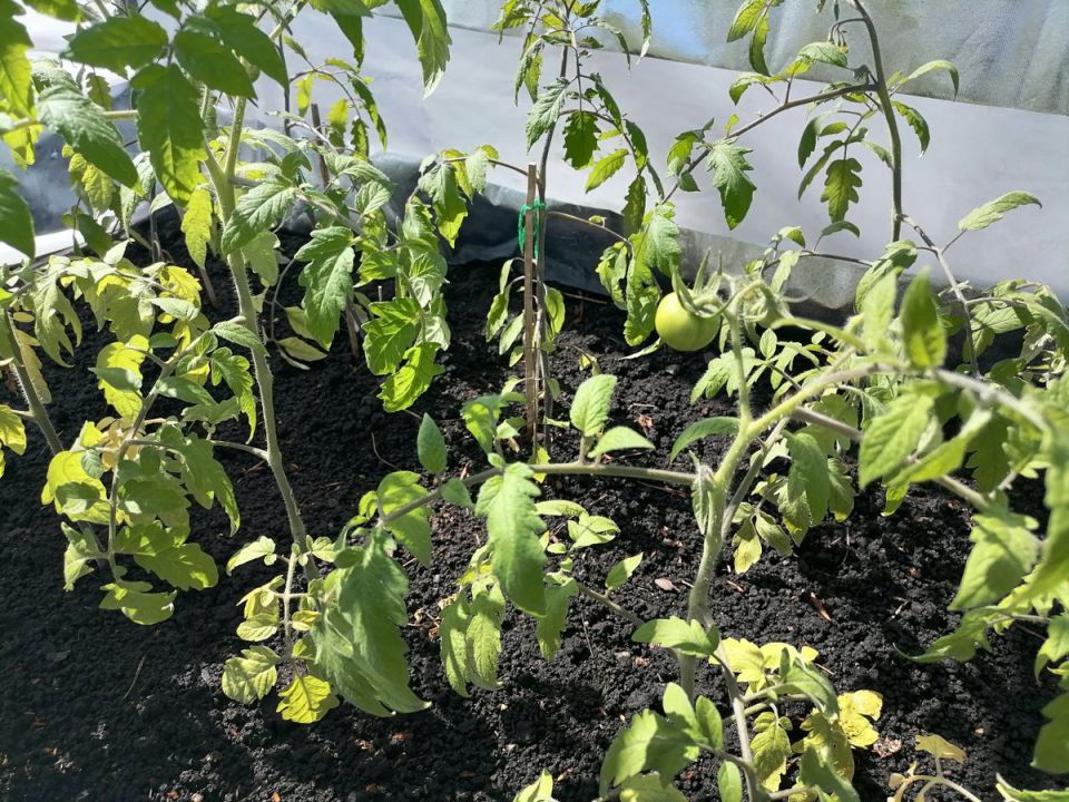 ��� ���������� �������� � ������ ����� ��������: ������ � �������