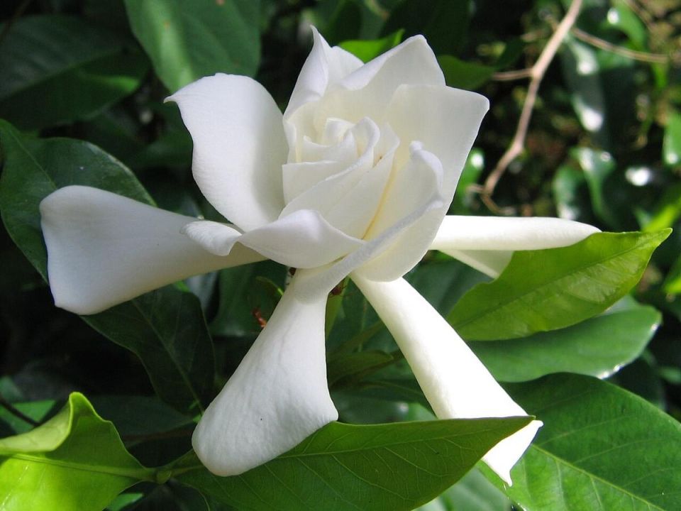 ��������: ��� ������� ��������� ������� ��� � ����� � ��������