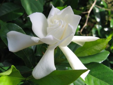 ��������: ��� ������� ��������� ������� ��� � ����� � ��������