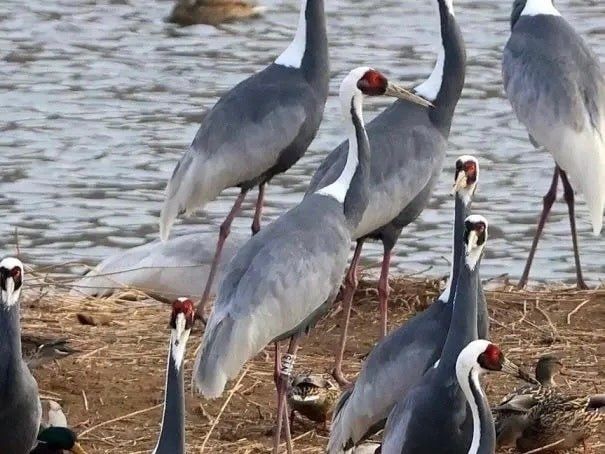 � ����� ����� ��� ������� �������, ������ �������� � ��������, �������� �����-������ �������� ��������