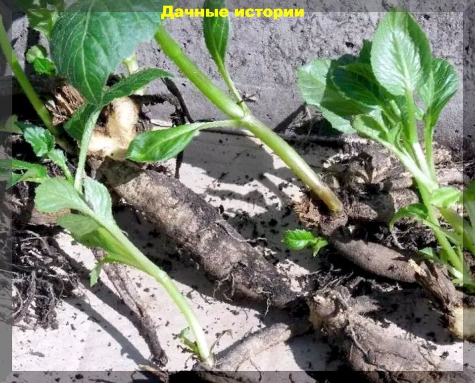 �������� ������� �������� ������� ������� ��� ������ ��������