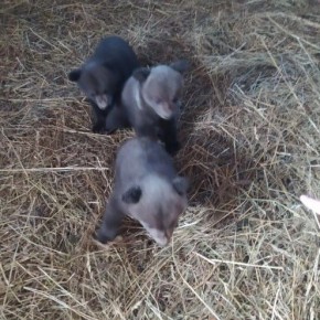 ���� ����������� �������� ������ � ��������