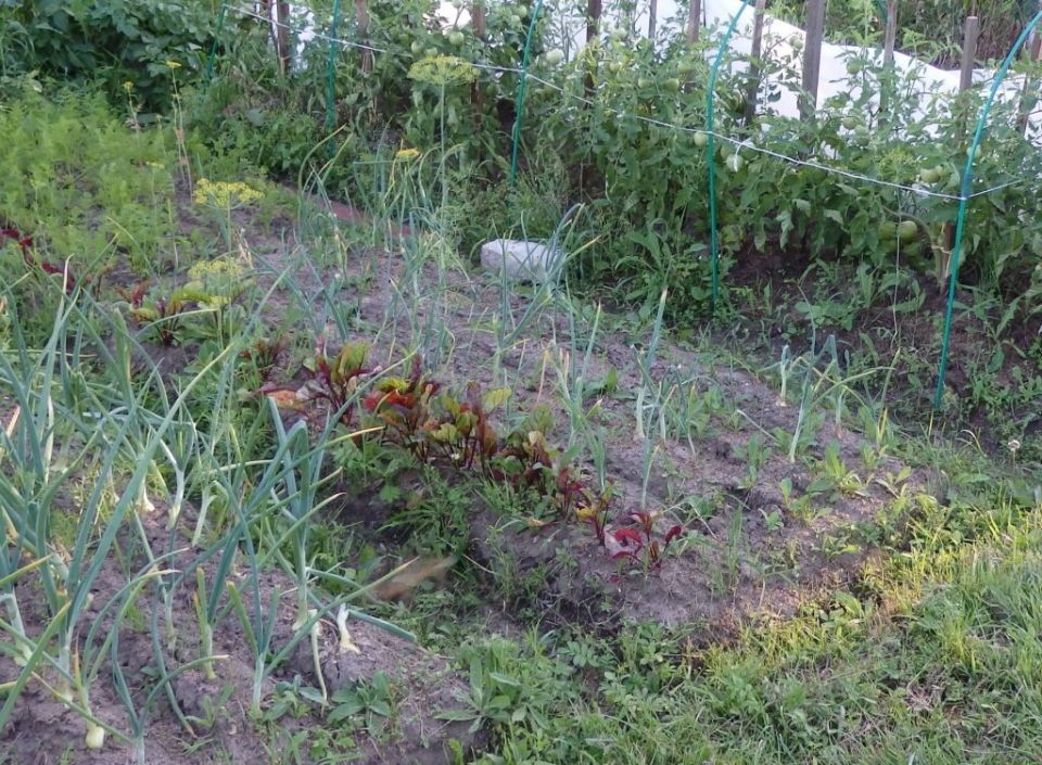 ��������� ������: ��� ������� �������� �� ������������� ������������