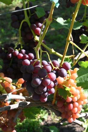 ����� ��������� � ����: ������� ������ ��� ������� ����