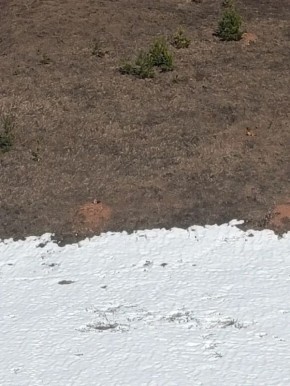 Сурки-байбаки выходят из зимней спячки в Каракулинском районе Удмуртии, сообщает и. о. министра природных ресурсов и охраны окружающей среды региона Роза Аснанова