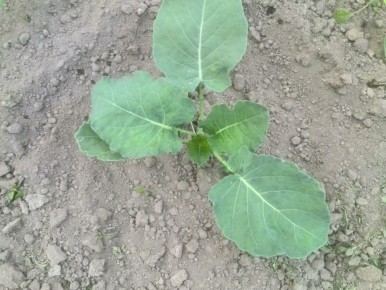 ��� ��������� ������������� �������: ������� ��������� �����