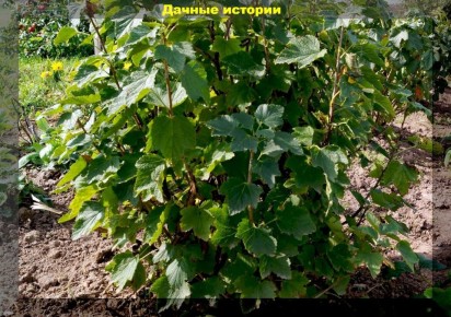 ��� ������� � ���������� ����� ����� ������ ��� �������� ������ � �������� ������