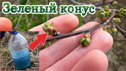 Зеленый конус: ключ к здоровому урожаю яблок