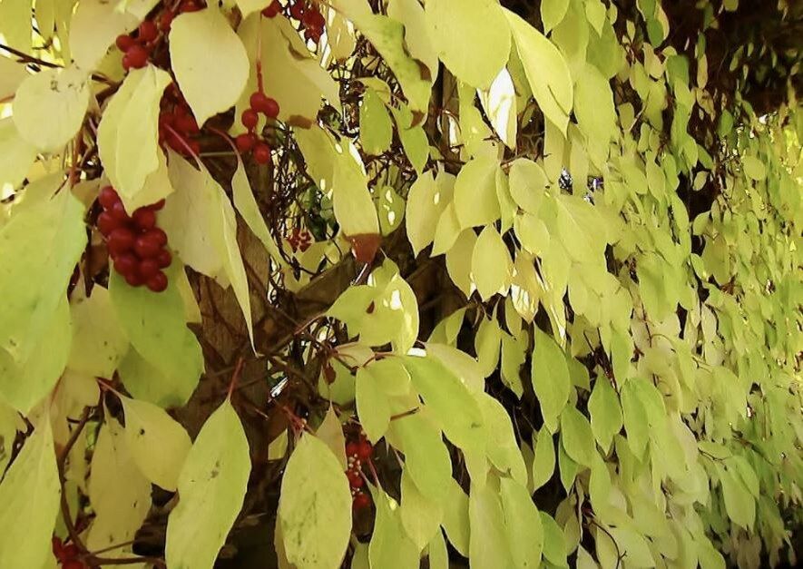 ������� �������� ������� ��������� ������