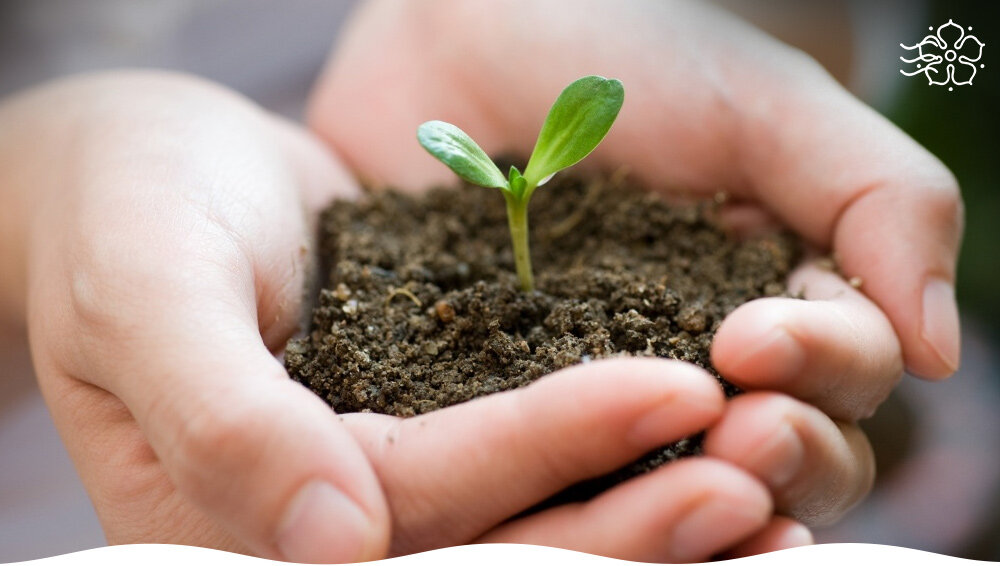 Идеальные условия для роста рассады: освещение, влажность и состав почвы